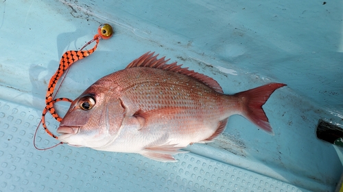 マダイの釣果