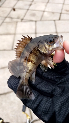 メバルの釣果