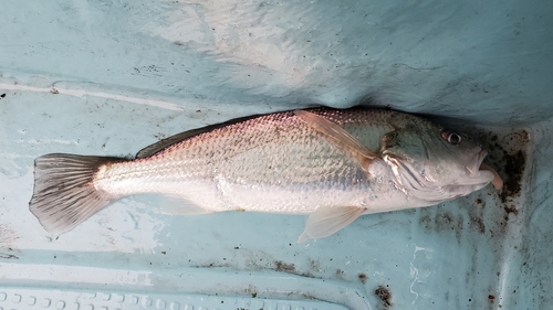 イシモチの釣果