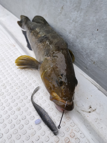 アイナメの釣果