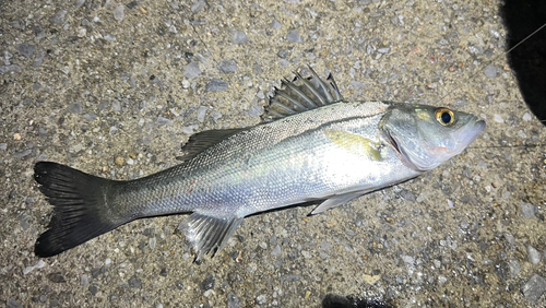 セイゴ（マルスズキ）の釣果