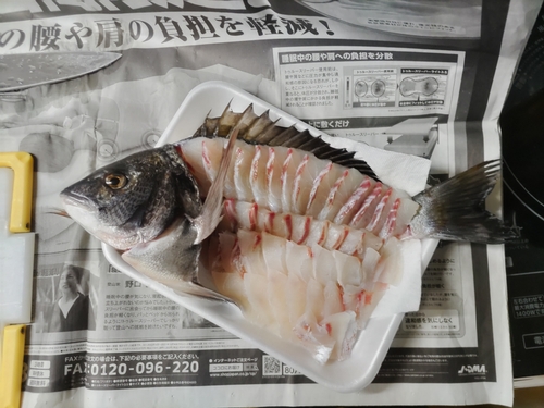 クロダイの釣果