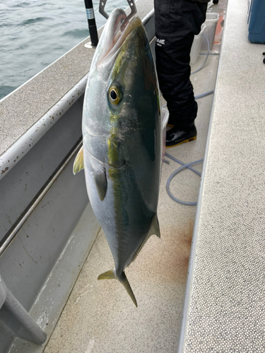 ブリの釣果