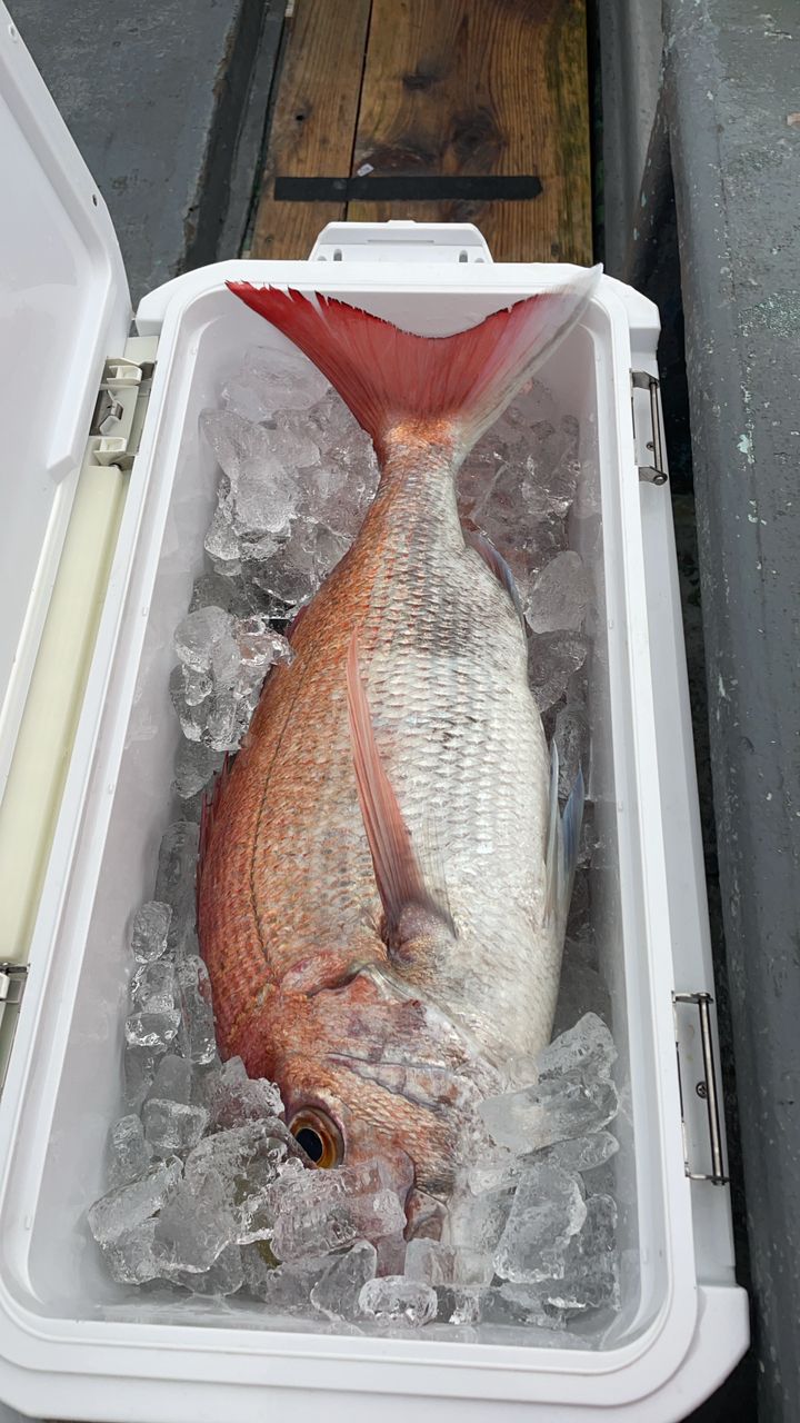 タイタクさんの釣果 2枚目の画像