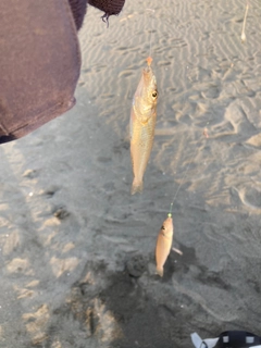 シロギスの釣果