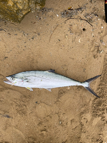 ミナミイケカツオの釣果