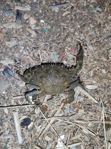 カニの釣果