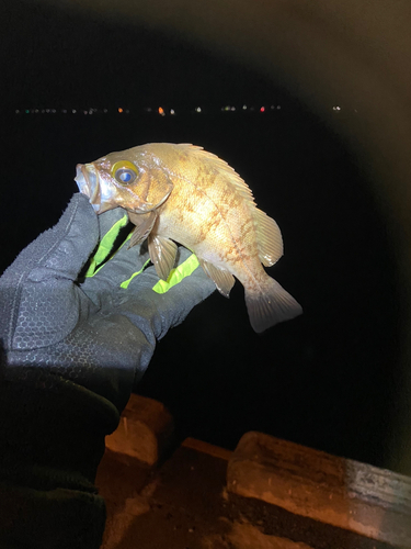 シロメバルの釣果