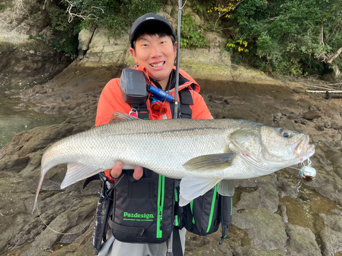 スズキの釣果