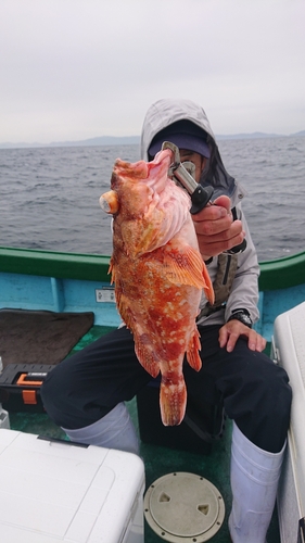 ウッカリカサゴの釣果