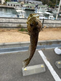 アナハゼの釣果