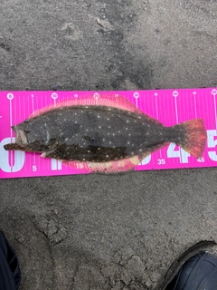 ヒラメの釣果