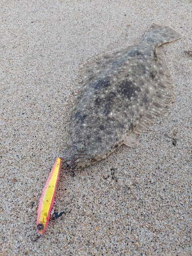 ヒラメの釣果