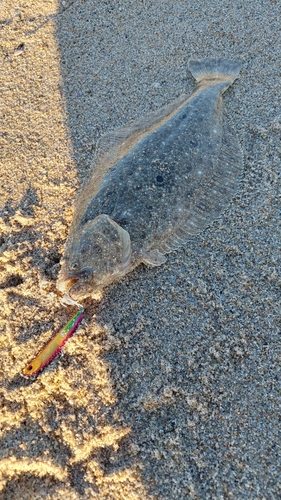 ヒラメの釣果