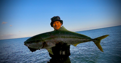 ブリの釣果