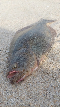 ヒラメの釣果