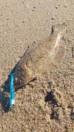 ヒラメの釣果