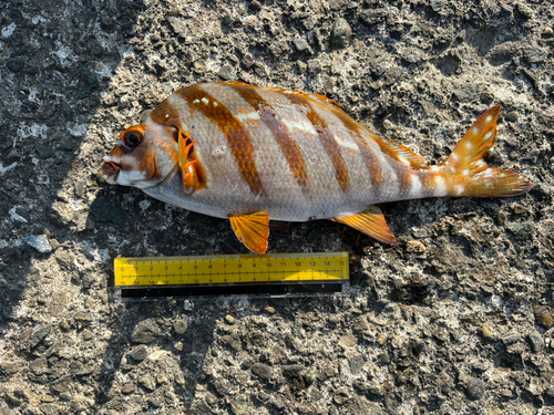 タカノハダイの釣果