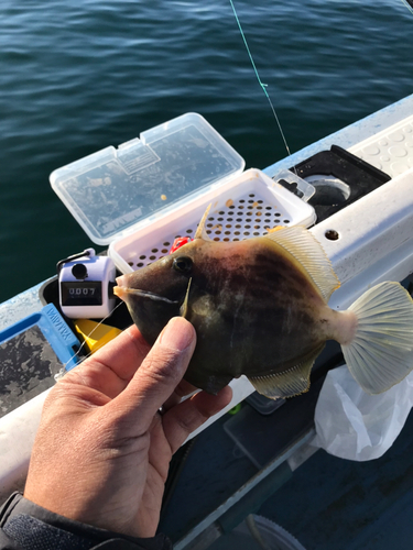 カワハギの釣果