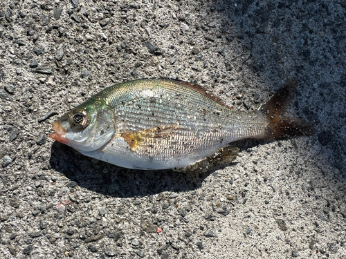 ウミタナゴの釣果