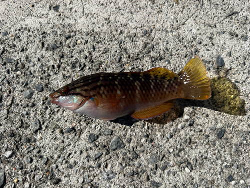 ホシササノハベラの釣果