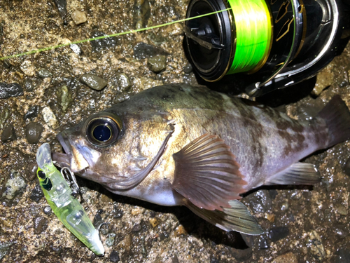 メバルの釣果