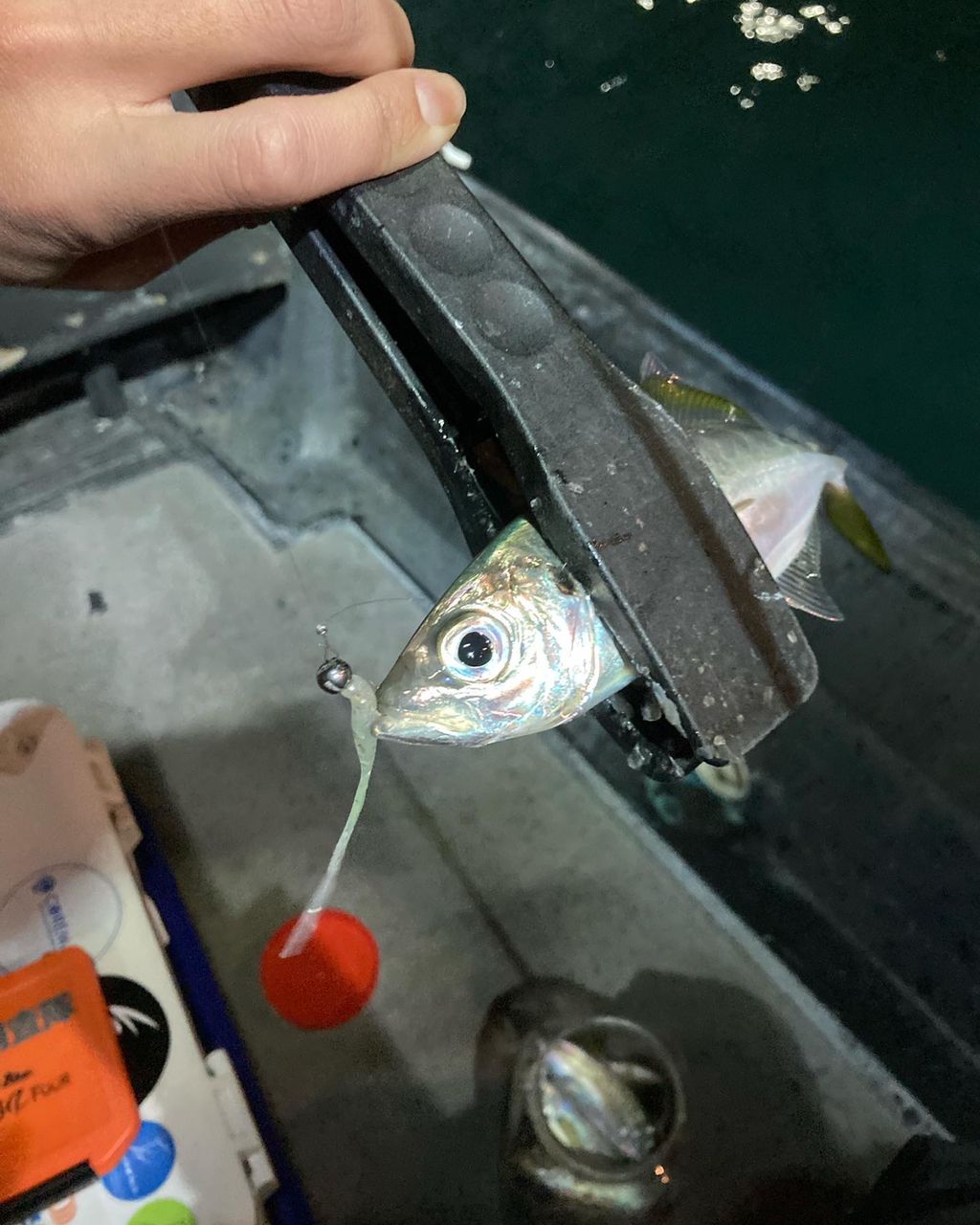 じゃがりこじゃがりこさんの釣果 3枚目の画像