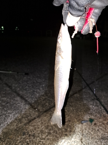 シロギスの釣果