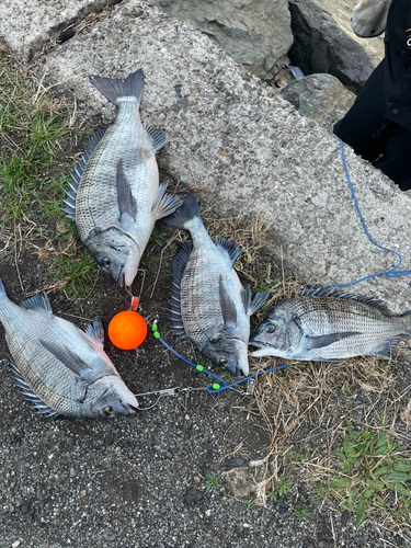 クロダイの釣果