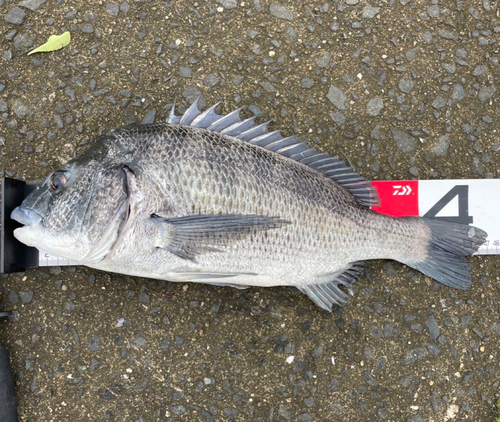 クロダイの釣果