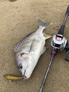 キビレの釣果