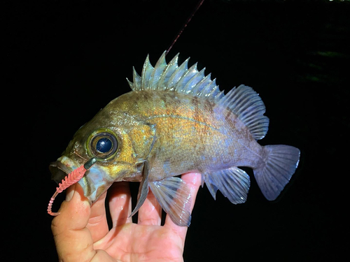 シロメバルの釣果