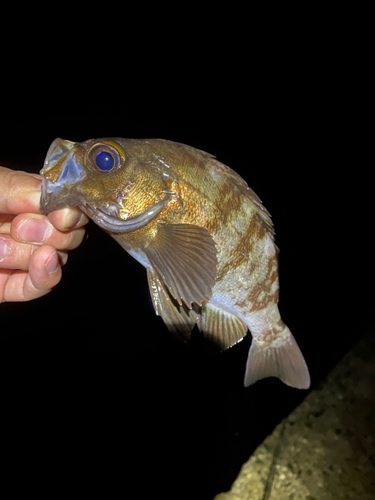 メバルの釣果