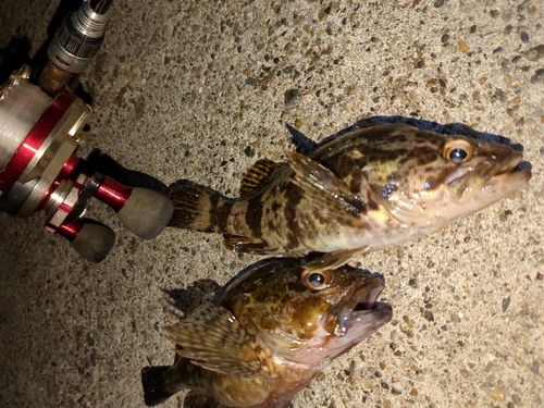 タケノコメバルの釣果