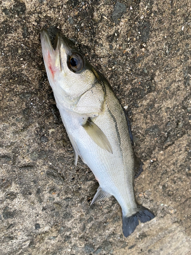 セイゴ（マルスズキ）の釣果