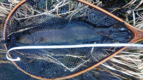 ブラウントラウトの釣果