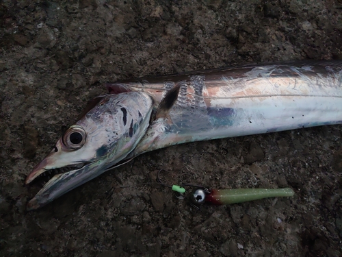 タチウオの釣果