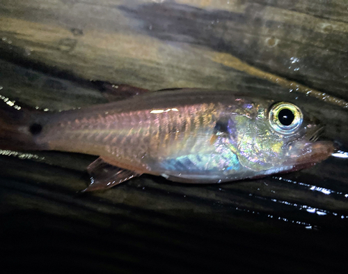 ネンブツダイの釣果