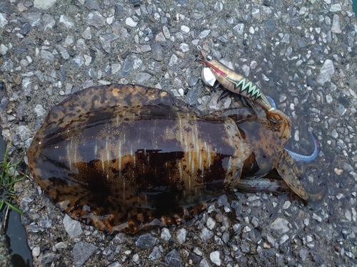 アオリイカの釣果