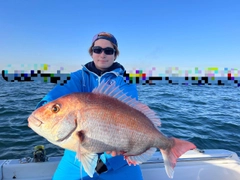 マダイの釣果