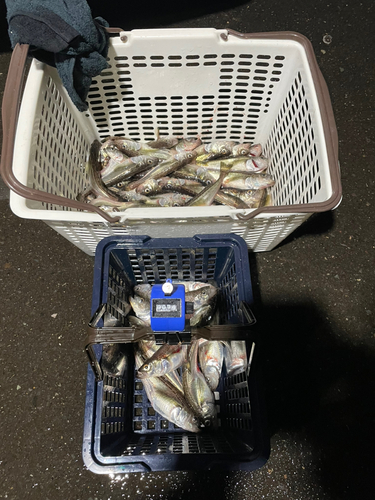 ハタハタの釣果