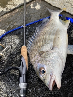 キビレの釣果