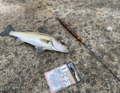 セイゴ（マルスズキ）の釣果