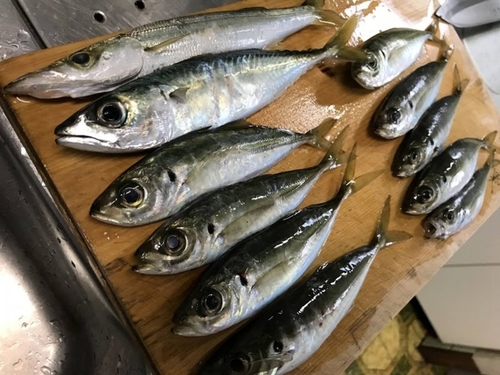 アジの釣果