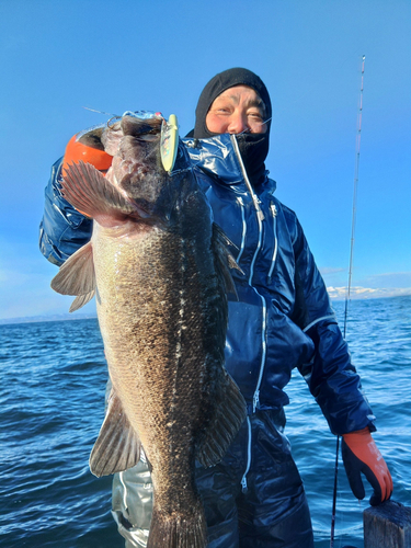 クロソイの釣果