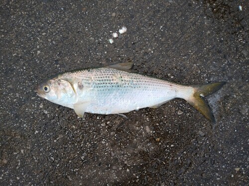 コノシロの釣果