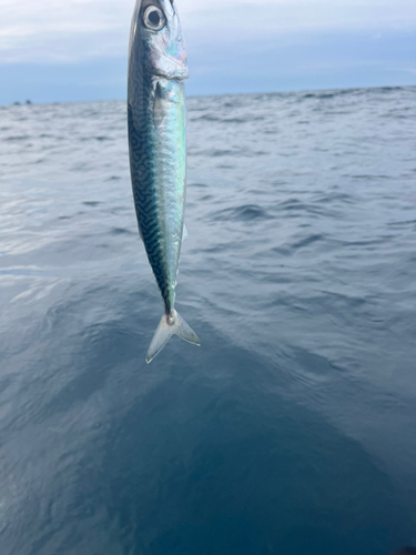 マサバの釣果