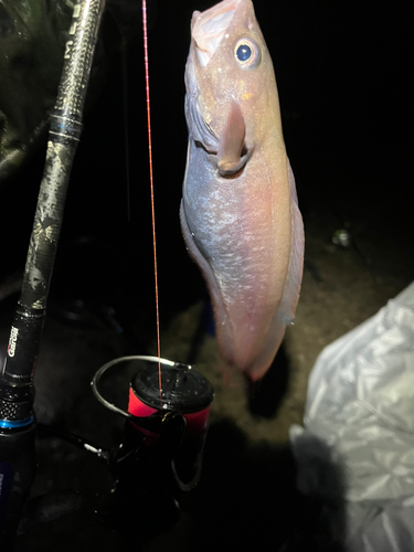 エゾイソアイナメの釣果