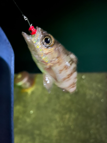 メバルの釣果