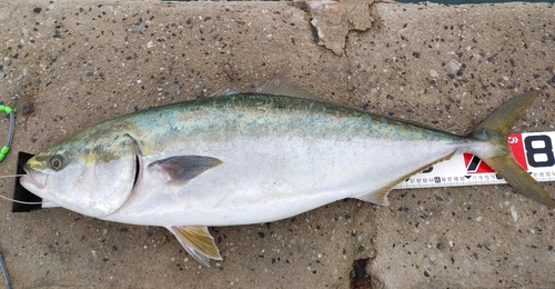 ブリの釣果